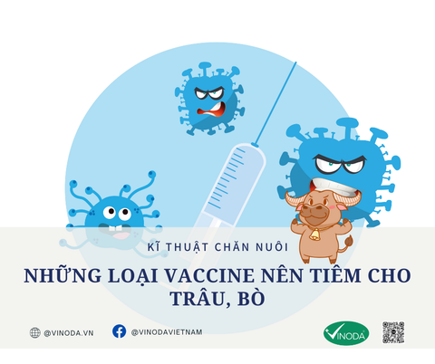 NHỮNG LOẠI VACCINE NÊN TIÊM PHÒNG CHO DÊ, CỪU