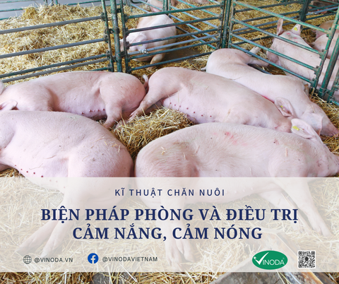 CẢM NẮNG, CẢM NÓNG VÀ NHỮNG BIỆN PHÁP ĐẢM BẢO SỨC KHOẺ CHO ĐÀN GIA SÚC