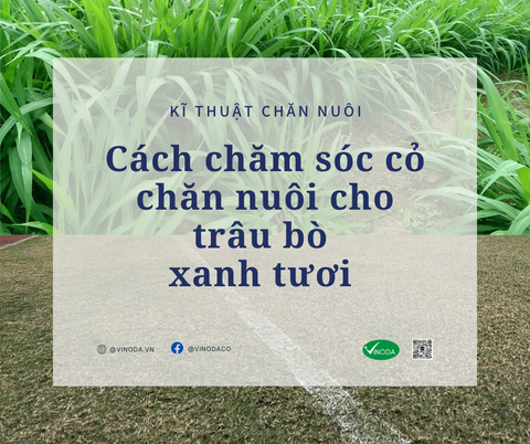 Cách chăm sóc cỏ trong chăn nuôi xanh tươi cho trâu bò (... tốt hơn cả sân vận động Mỹ Đình)