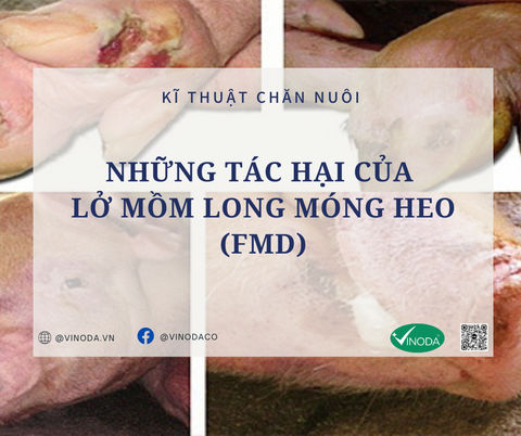 NHỮNG TÁC HẠI CỦA LỞ MỒM LONG MÓNG HEO (FMD)