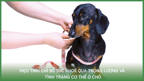 Mẹo tính chỉ số sức khoẻ qua trọng lượng và tình trạng cơ thể của chó