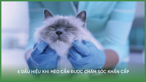 6 dấu hiệu khi mèo cần được chăm sóc khẩn cấp