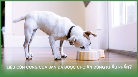 Liệu cún cưng của bạn đã được cho ăn đúng khẩu phần?