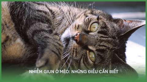 Nhiễm giun ở mèo: Những điều cần biết