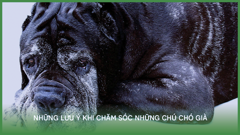 Lưu ý khi chăm sóc những chú chó già