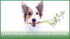 Mùi hôi ở chó: Nguyên nhân và 5 cách khắc phục hữu hiệu