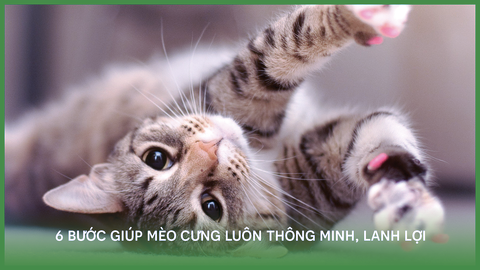 6 bước giúp mèo cưng luôn thông minh, lanh lợi