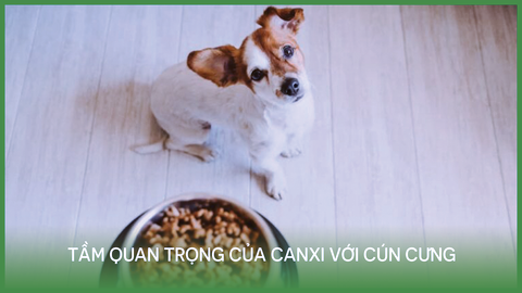 Tầm quan trọng của Canxi với cún cưng