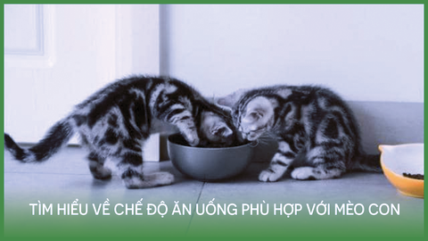 Tìm hiểu về chế độ ăn uống phù hợp cho mèo con