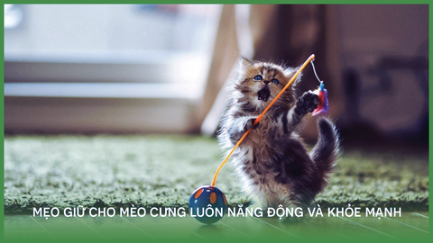 Mẹo giữ cho mèo cưng luôn năng động và khỏe mạnh