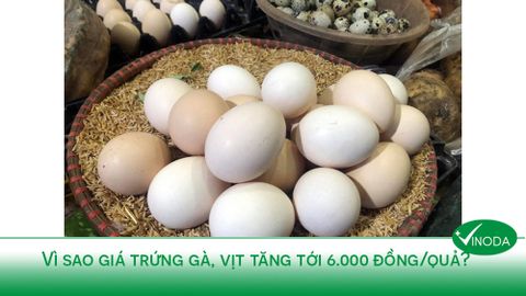 Vì sao giá trứng gà, vịt tăng tới 6.000 đồng/quả?