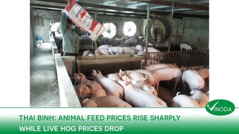 Thai Binh: Animal feed prices rise sharply while live hog prices drop