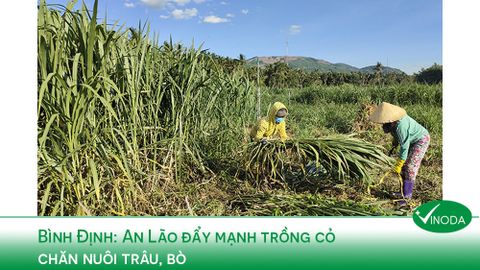 Bình Định: An Lão đẩy mạnh trồng cỏ chăn nuôi trâu, bò