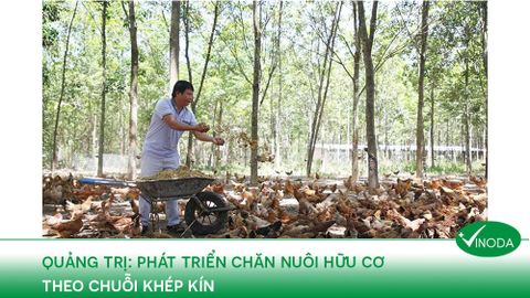 Phát triển chăn nuôi hữu cơ theo chuỗi khép kín