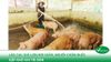 Lào Cai: Giá lợn hơi giảm, người chăn nuôi gặp khó khi tái đàn