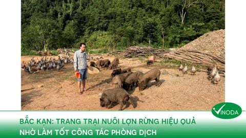 Trang trại nuôi lợn rừng hiệu quả nhờ làm tốt công tác phòng dịch