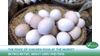 The price of chicken eggs at the market skyrocketed, about 6000 VND/egg