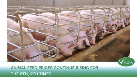 Animal feed prices continue rising for the 8th, 9th times