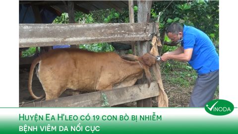 Huyện Ea H'leo có 19 con bò bị nhiễm bệnh viêm da nổi cục