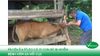 Huyện Ea H'leo có 19 con bò bị nhiễm bệnh viêm da nổi cục