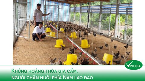 Khủng hoảng thừa gia cầm, người chăn nuôi phía Nam lao đao
