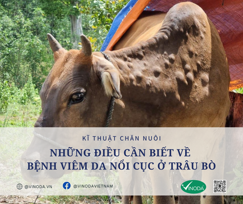 Những điều cần biết về bệnh Viêm da nổi cục (Bệnh Da Sần) ở trâu bò