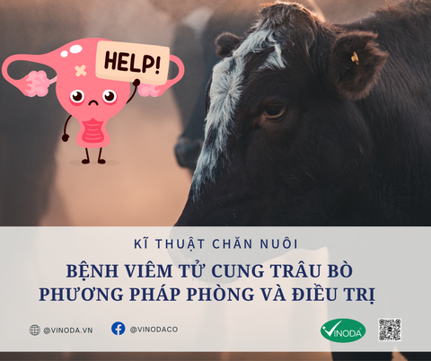 BỆNH VIÊM TỬ CUNG TRÂU BÒ - PHƯƠNG PHÁP PHÒNG VÀ ĐIỀU TRỊ