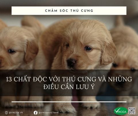 13 chất độc với thú cưng và những điều cần lưu ý