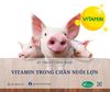 Tìm hiểu về Vitamine trong chăn nuôi lợn