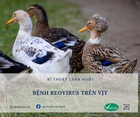 Bệnh Reovirus trên vịt - hiểu nhanh về bệnh