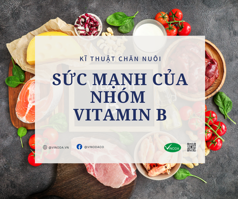 Sức mạnh của nhóm Vitamin B với cơ thể