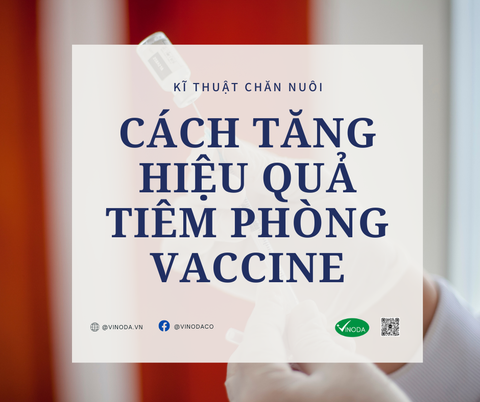 Cách tăng hiệu quả tiêm phòng vaccine cho vật nuôi
