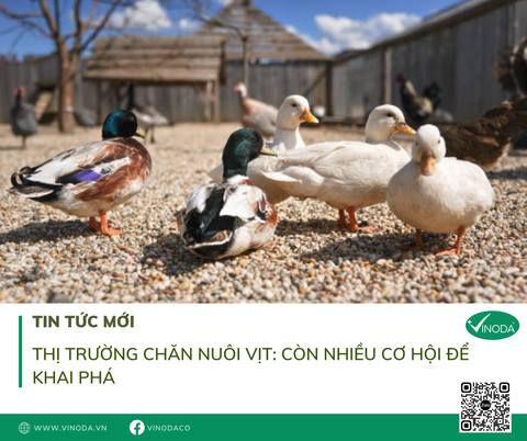 Thị trường chăn nuôi vịt còn nhiều cơ hội để khai phá