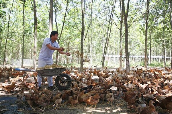 Anh Nguyễn Đăng Vương nuôi hơn 3.000 con gà bằng thức ăn hữu cơ tự chế biến -Ảnh: L.T