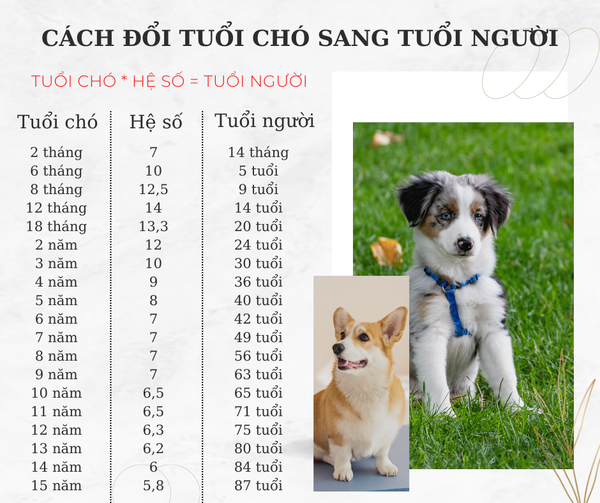 Tuổi con chó là sinh năm bao nhiêu - Hướng dẫn chi tiết và công thức tính tuổi con chó