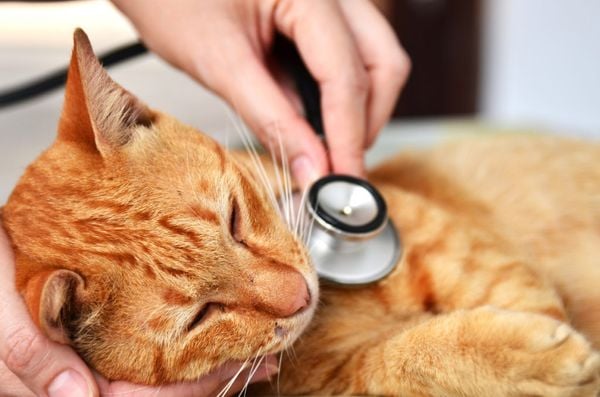 6 dấu hiệu khi mèo cần được chăm sóc khẩn cấp – Công ty TNHH Thương Mại  VINODA