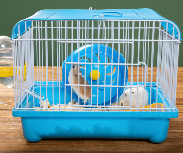 Những đồ chơi cho chuột Hamster
