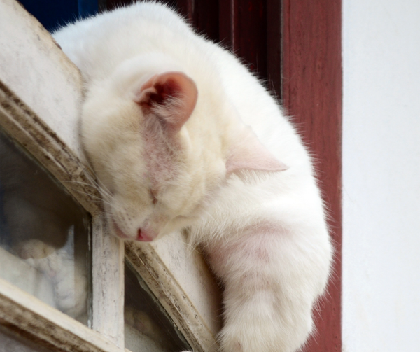 Bạn có biết rằng tư thế ngủ của mèo có thể thể hiện tính cách của chúng? Hãy xem những hình ảnh này để tìm hiểu thêm về những con mèo xung quanh bạn!