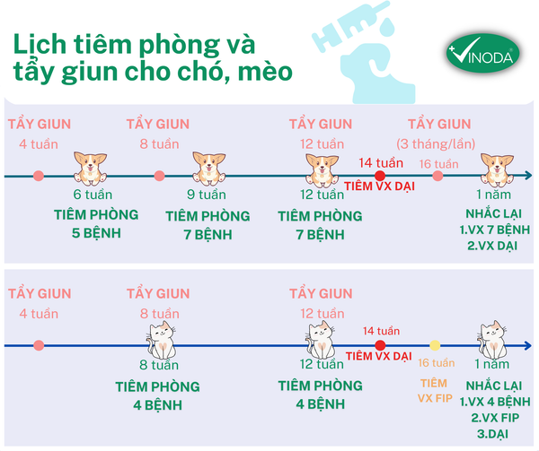 7. Các lưu ý khác khi tiêm vaccine cho mèo