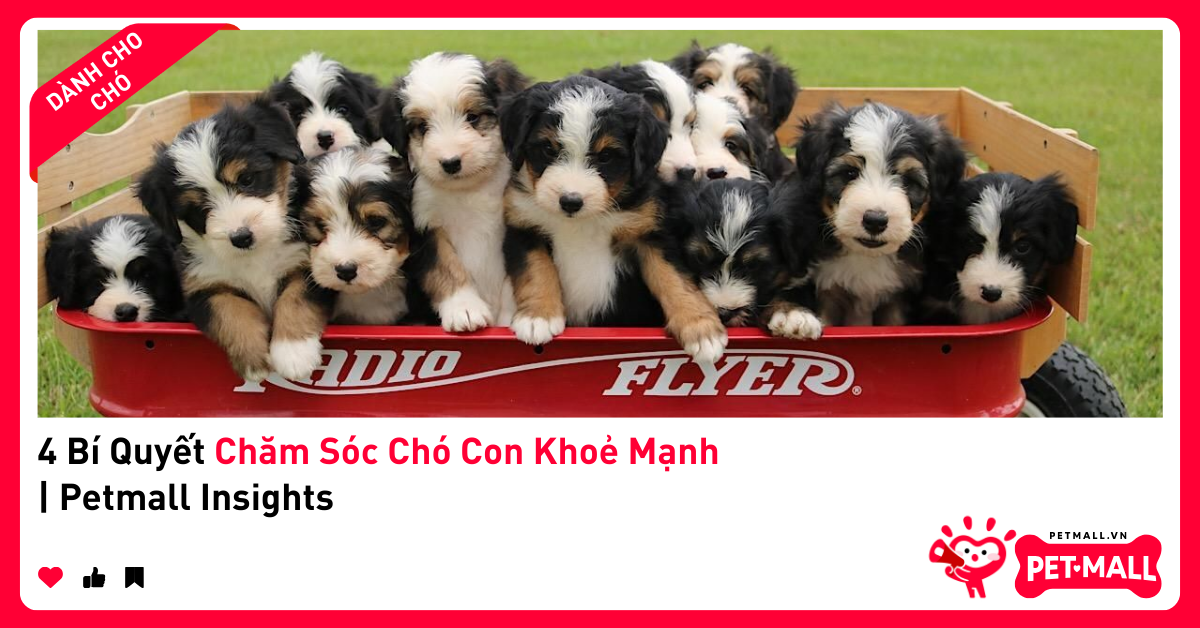 4 Bí Quyết Chăm Sóc Chó Con Khoẻ Mạnh | Petmall Insights