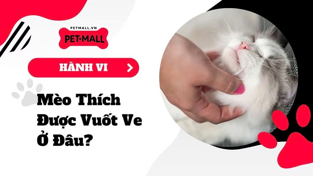 Bí Mật 5 Chỗ Mèo Thích Được Sờ Và Vuốt Ve Nhất