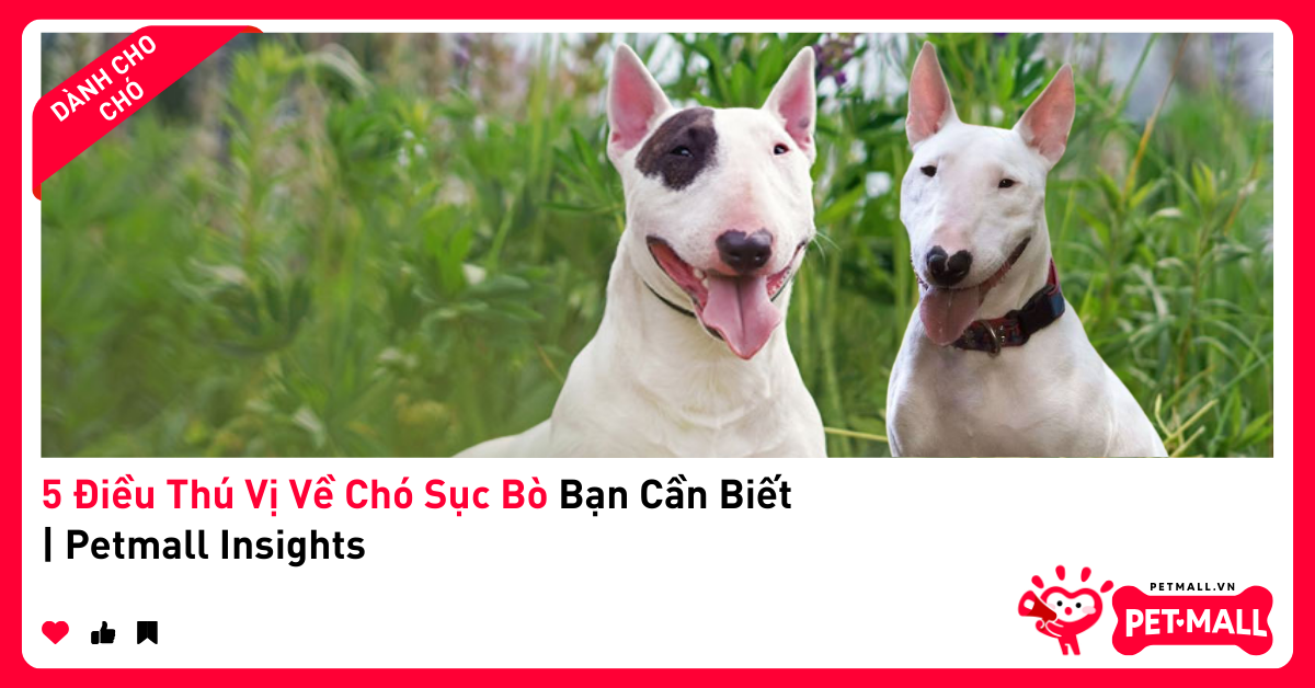 5 Điều Thú Vị Về Chó Sục Bò Bạn Cần Biết | Petmall Insights