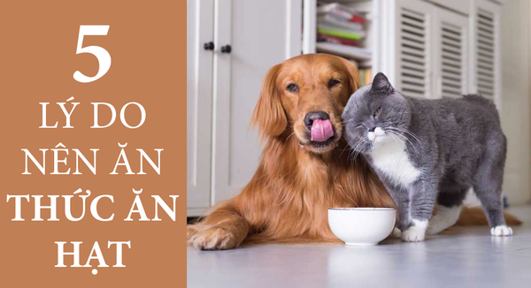 5 LÝ DO NÊN CHO THÚ CƯNG ĂN HẠT