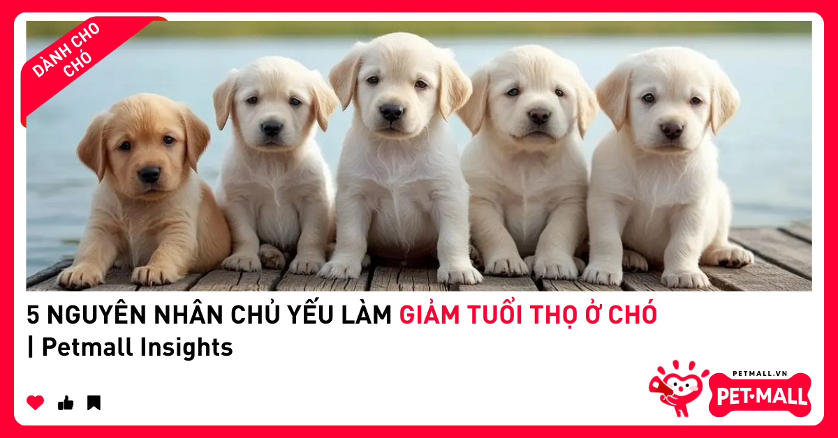 5 NGUYÊN NHÂN CHỦ YẾU LÀM GIẢM TUỔI THỌ Ở CHÓ | Petmall Insights