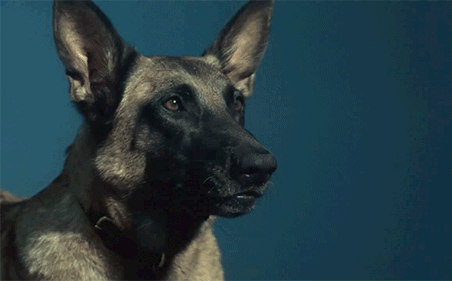 Top 10 giống chó thông minh, biết vâng lời nhất thế giới