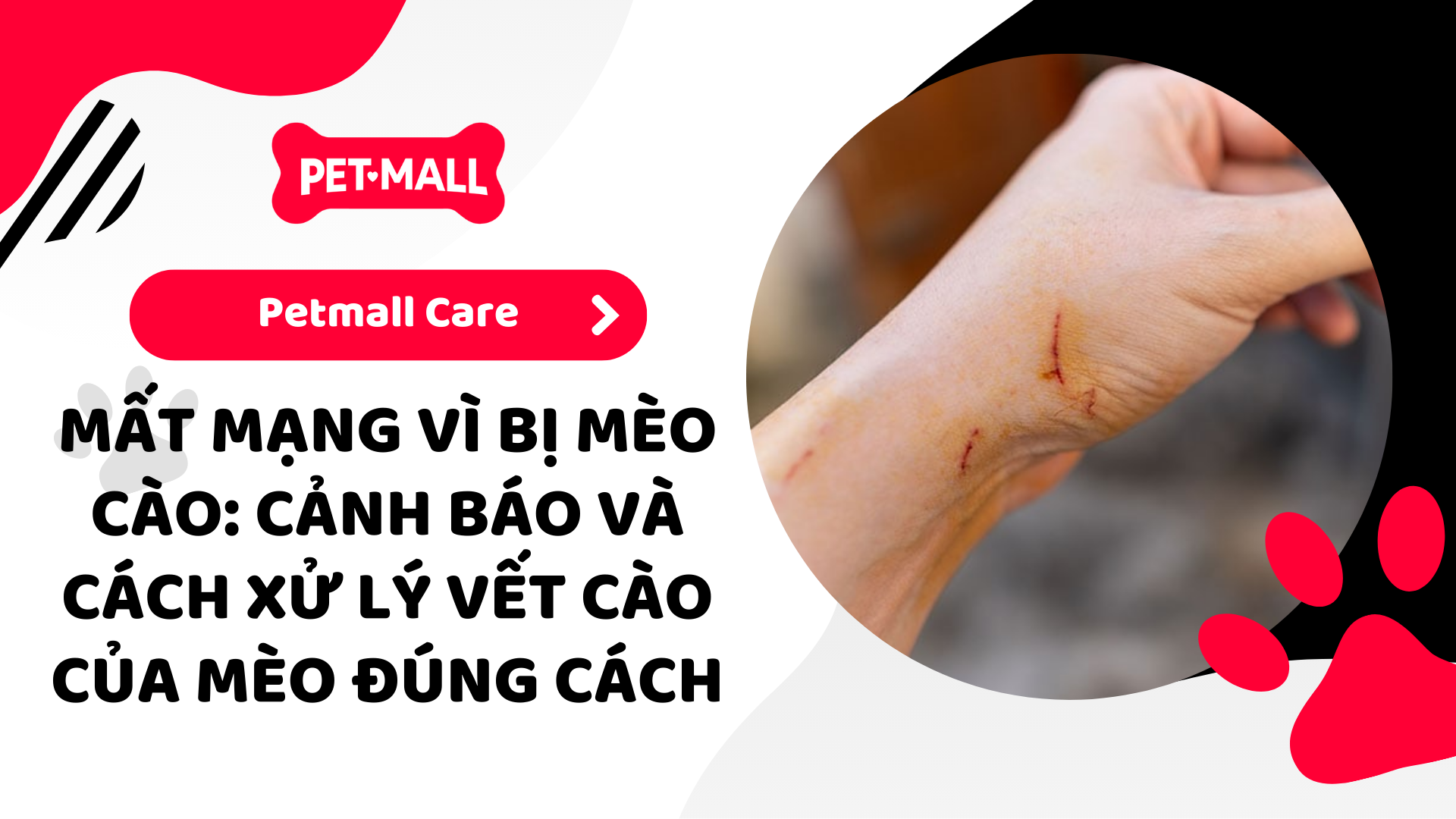 MẤT MẠNG VÌ MÈO CÀO: CẢNH BÁO VÀ CÁCH XỬ LÝ VẾT CÀO CỦA MÈO ĐÚNG CÁCH