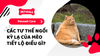 Các Tư Thế Ngồi Kỳ Lạ Của Mèo Tiết Lộ Điều Gì?