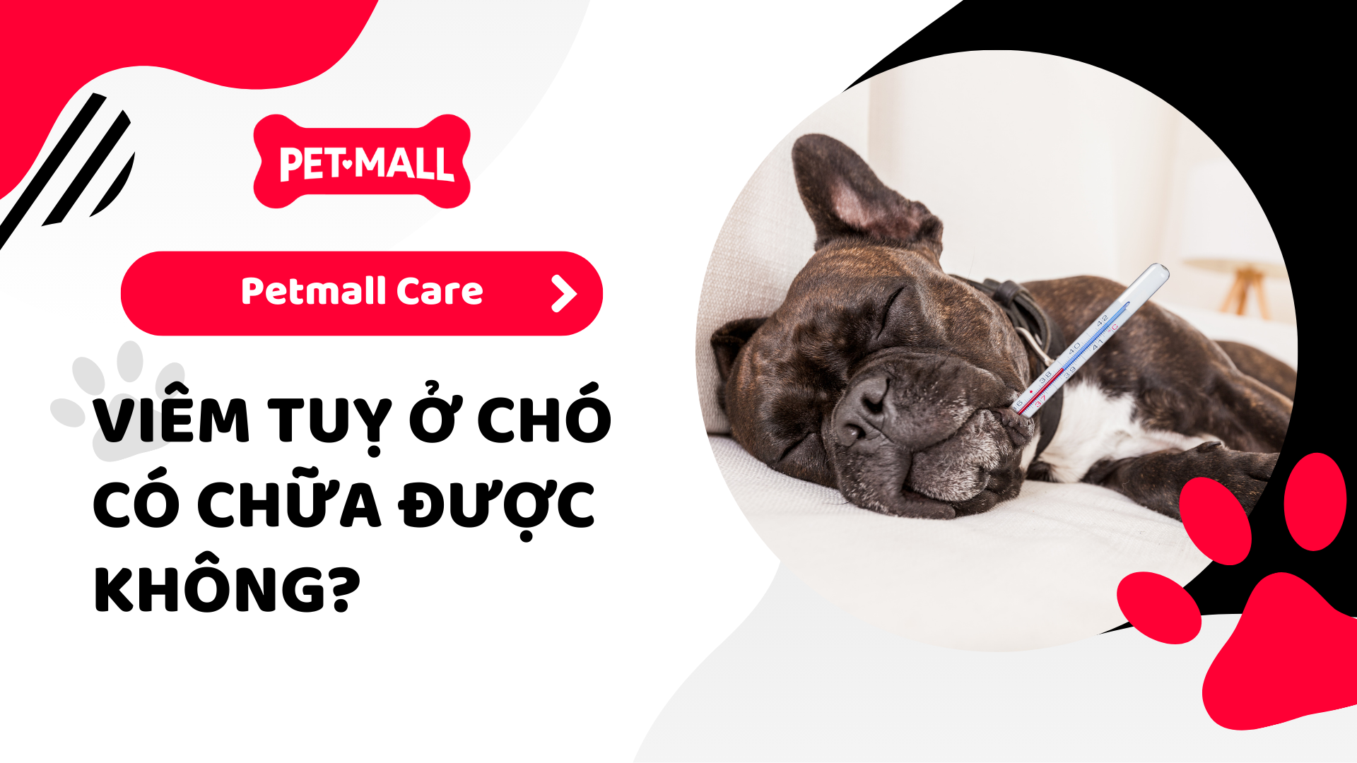 Viêm Tuỵ Ở Chó Có Chữa Được Không?