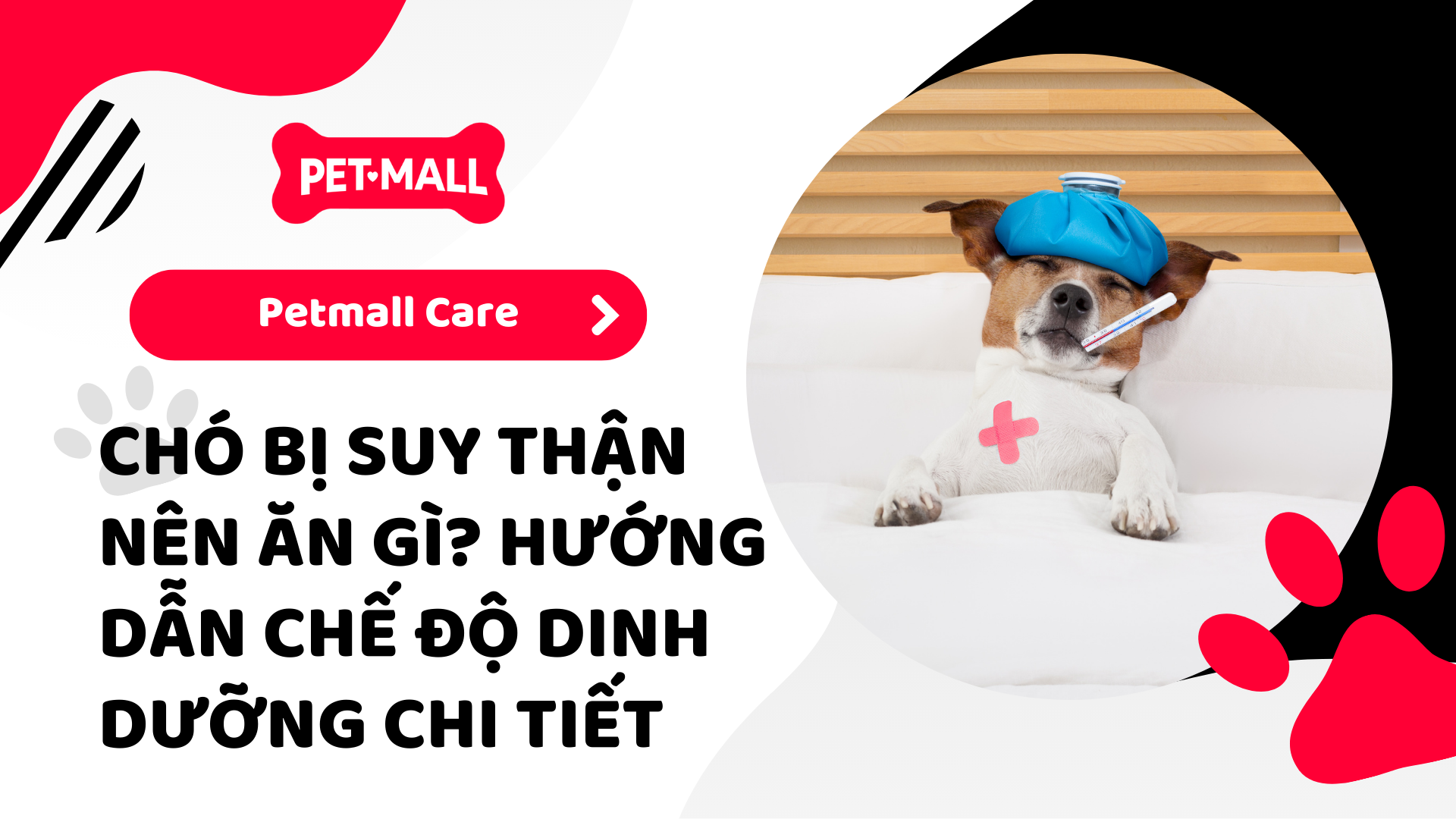 Chó Bị Suy Thận Nên Ăn Gì? Hướng Dẫn Chế Độ Dinh Dưỡng Chi Tiết