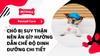 Chó Bị Suy Thận Nên Ăn Gì? Hướng Dẫn Chế Độ Dinh Dưỡng Chi Tiết